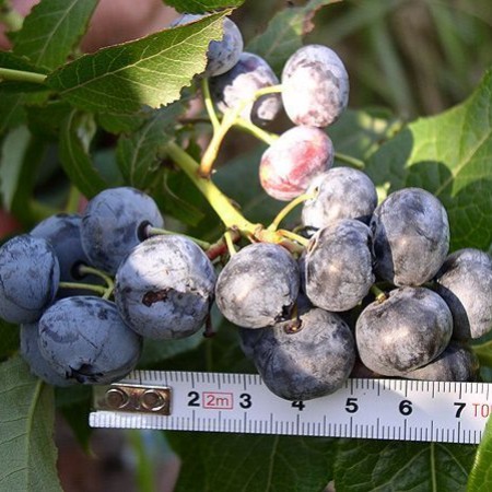 Голубика Патриот