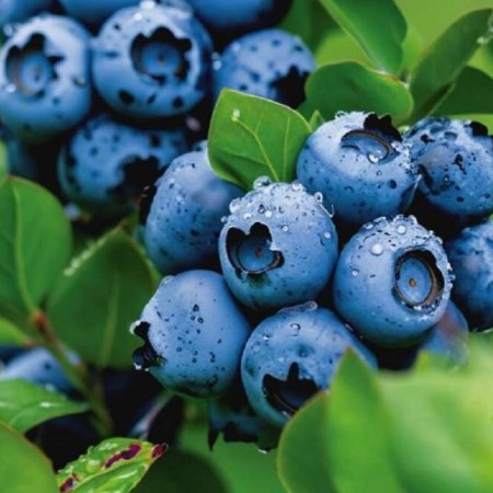 Голубика Патриот