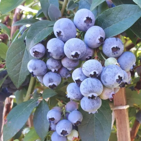 Голубика Патриот