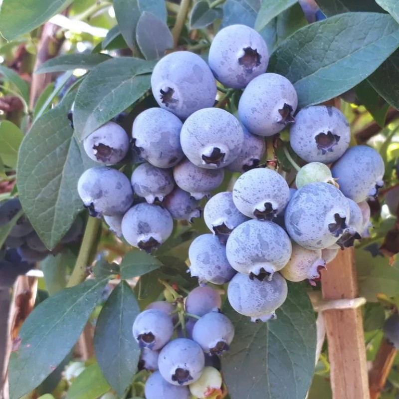 Голубика Патриот