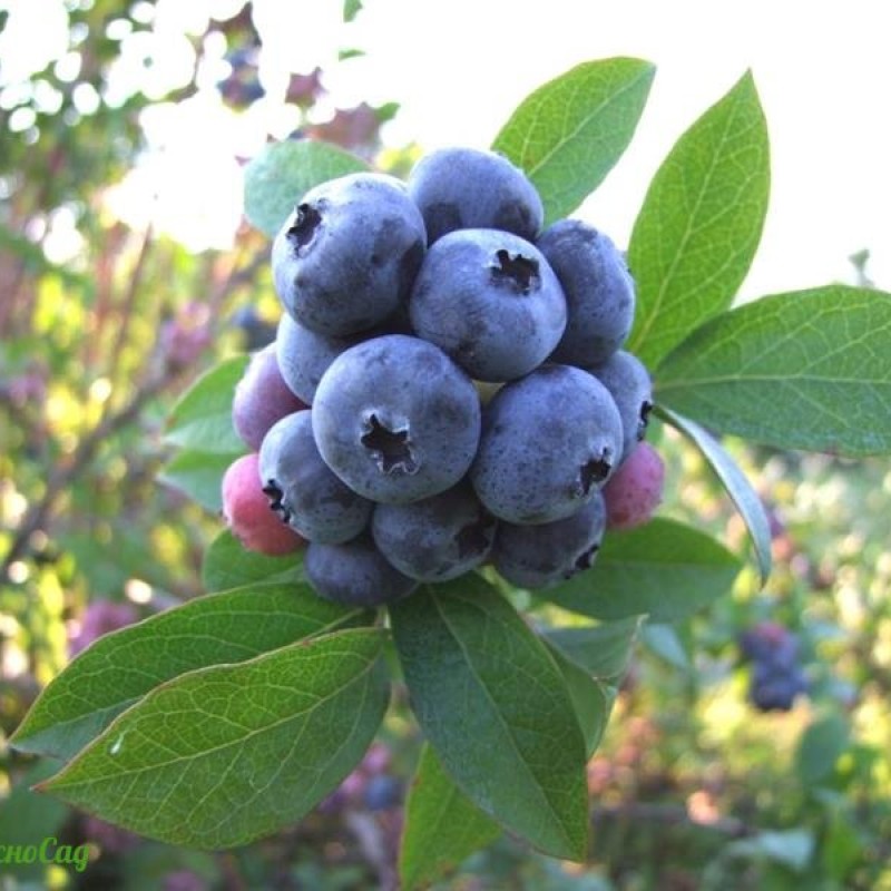 Голубика Патриот