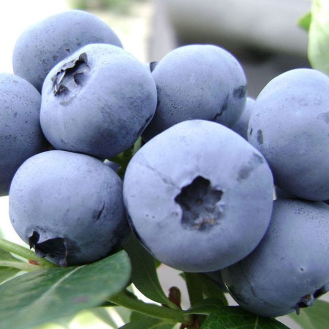 Голубика Легаси