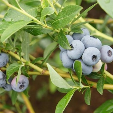 Голубика Легаси