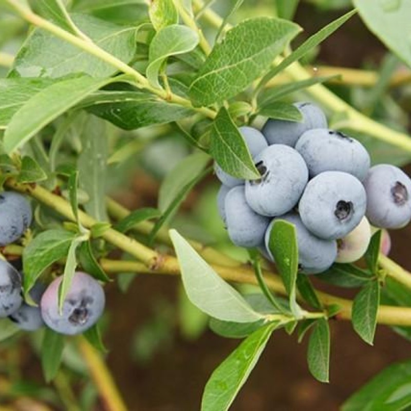 Голубика Легаси