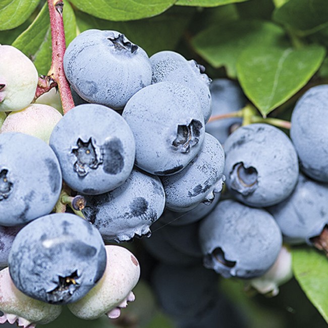 Голубика Дюк