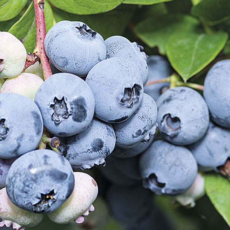 Голубика Дюк