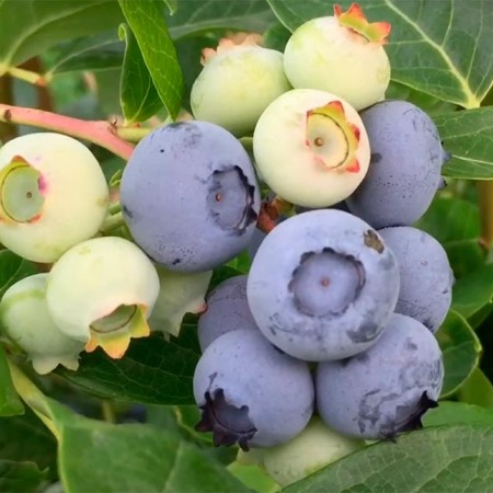 Голубика Дюк