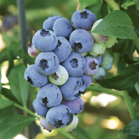 Голубика Нортблю