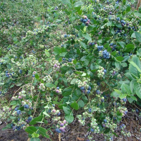 Голубика Нортблю