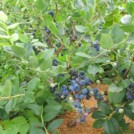 Голубика Нортблю