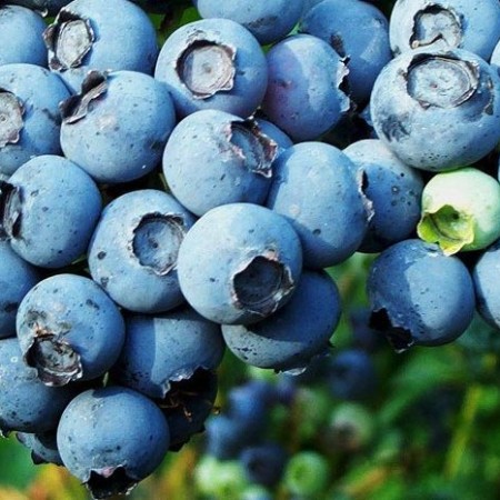 Голубика Блюкроп