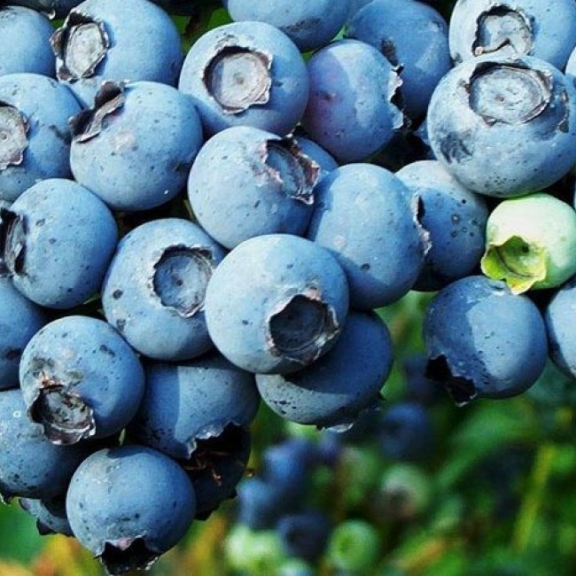 Голубика Блюкроп