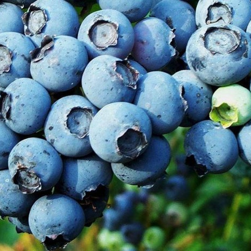 Голубика Блюкроп