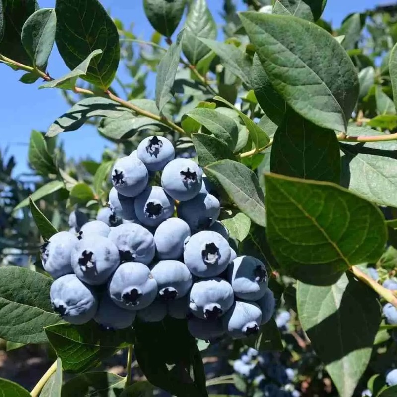 Голубика Блюкроп