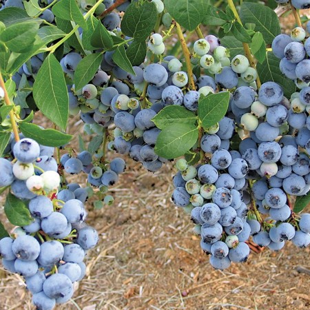 Голубика Блюкроп