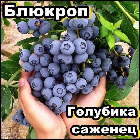 Голубика Блюкроп