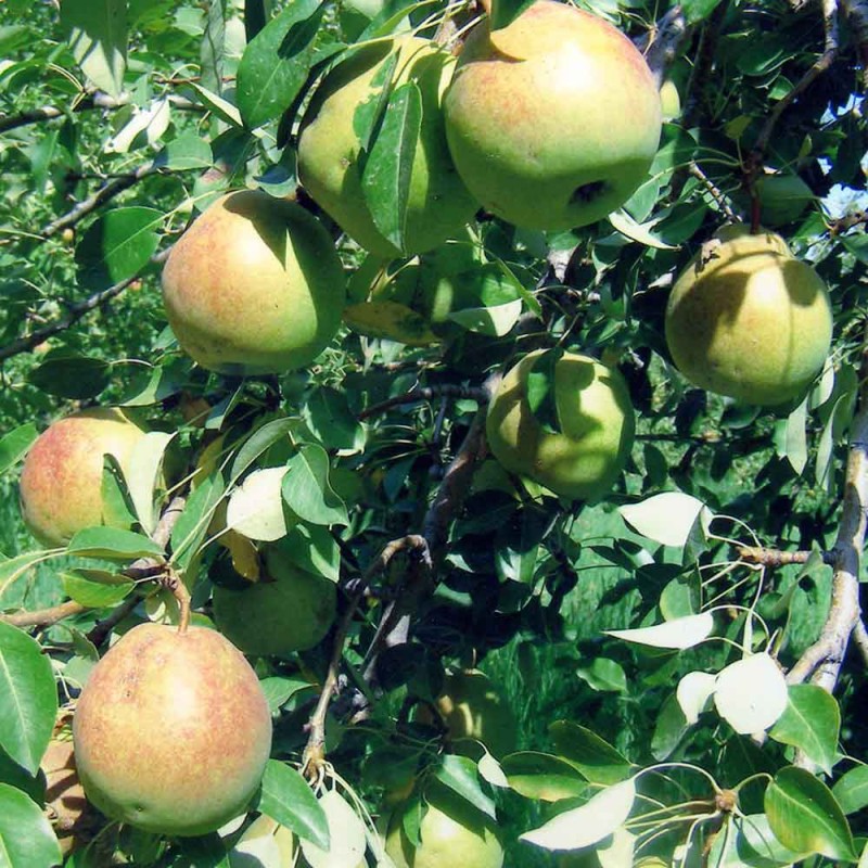 Груша Лесная красавица