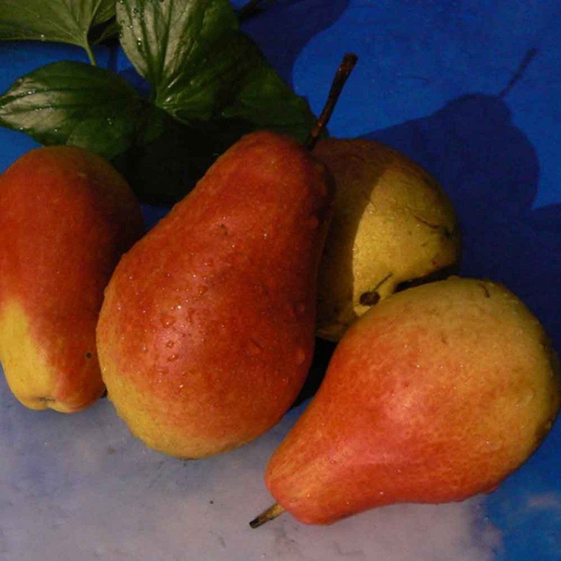 Груша Талгарская красавица