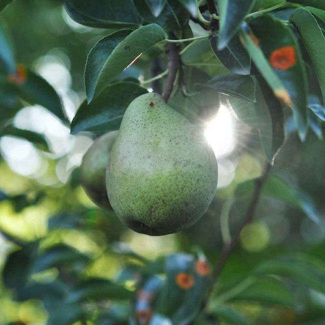 Груша Ароматная