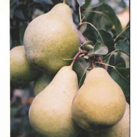 Груша Ноябрьская
