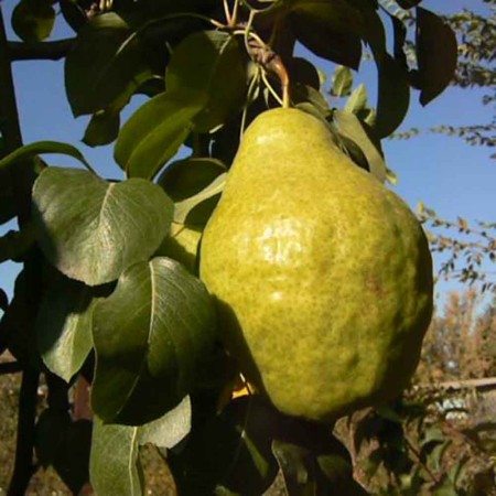 Груша Бере Арданпон