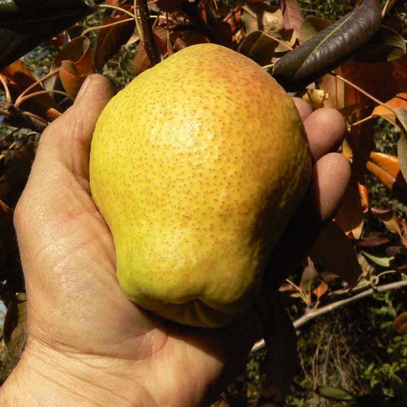 Груша Зимняя Частухина