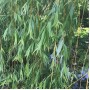 Ива вавилонская (плакучая) 100-120 см