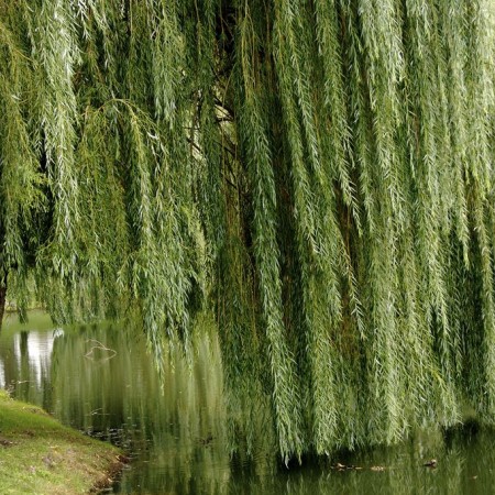 Ива вавилонская (плакучая) 100-120 см