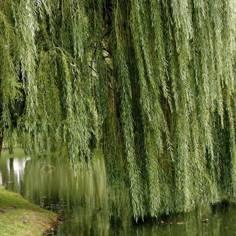 Ива вавилонская (плакучая) 100-120 см
