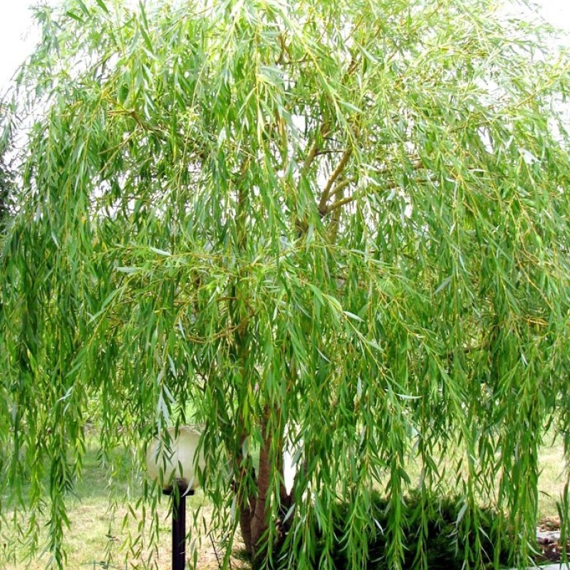 Ива вавилонская (плакучая) 100-120 см