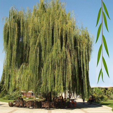 Ива вавилонская (плакучая) 100-120 см