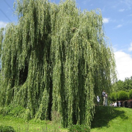 Ива вавилонская (плакучая) 100-120 см