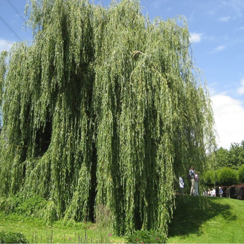 Ива вавилонская (плакучая) 100-120 см