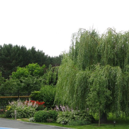 Ива гибридная Идеал 60-80 см