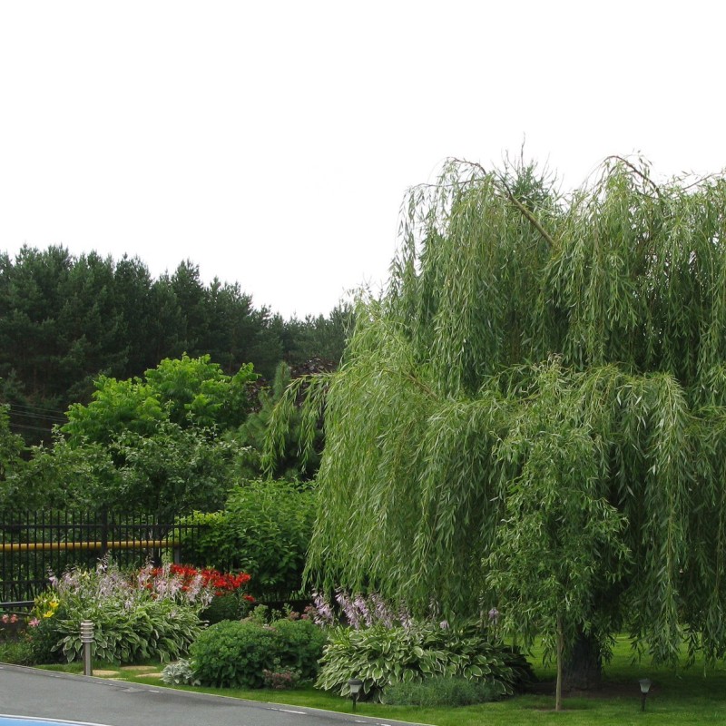 Ива гибридная Идеал 60-80 см