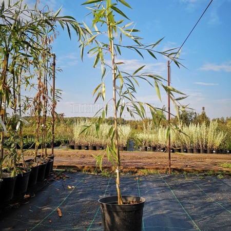 Ива гибридная Идеал 60-80 см