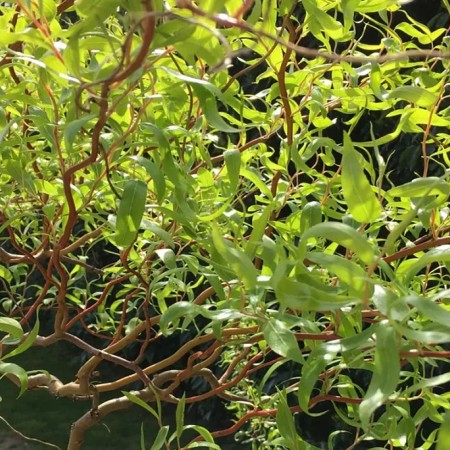 Ива золотистая Эритрофлексуоза 80-100 см