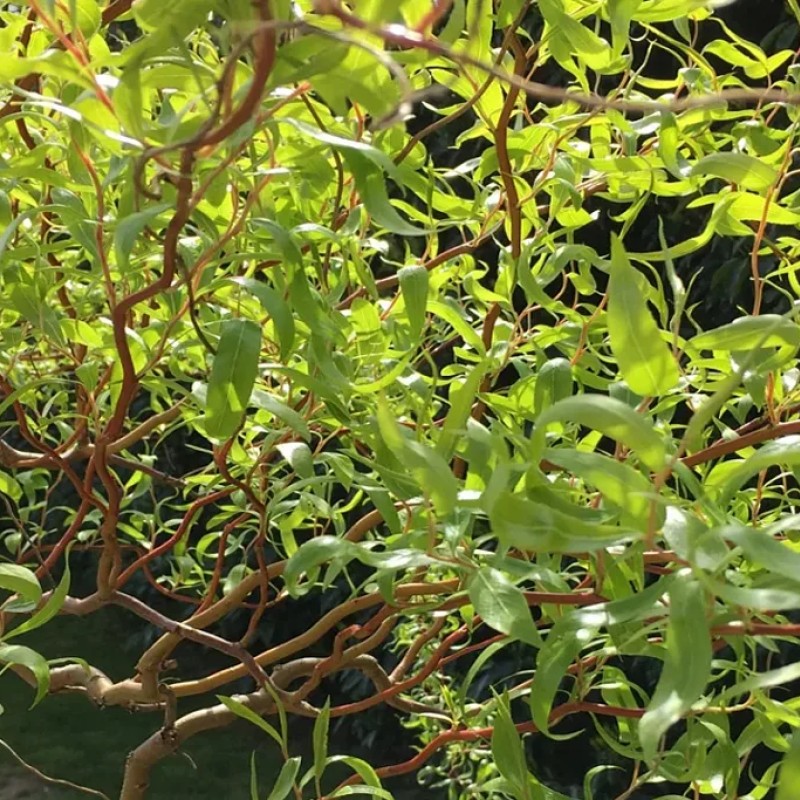 Ива золотистая Эритрофлексуоза 80-100 см