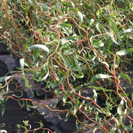 Ива золотистая Эритрофлексуоза 80-100 см