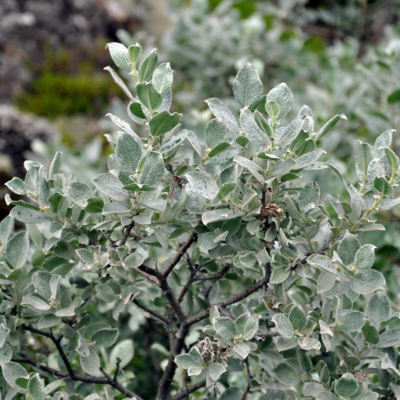 Ива мохнатая Ланата 60-80 см