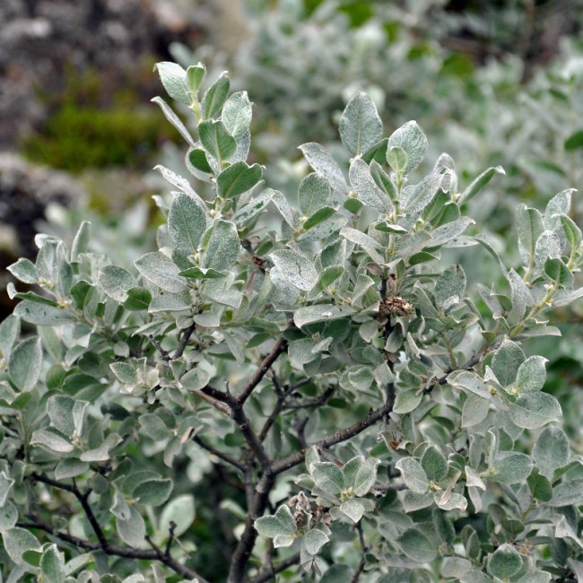 Ива мохнатая Ланата 60-80 см