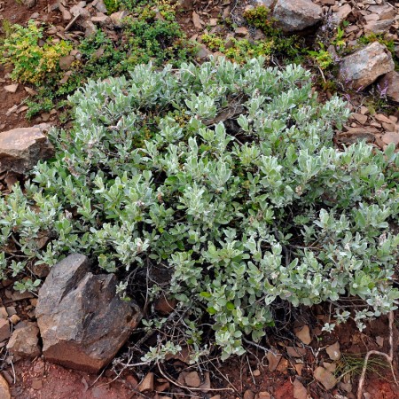 Ива мохнатая Ланата 60-80 см