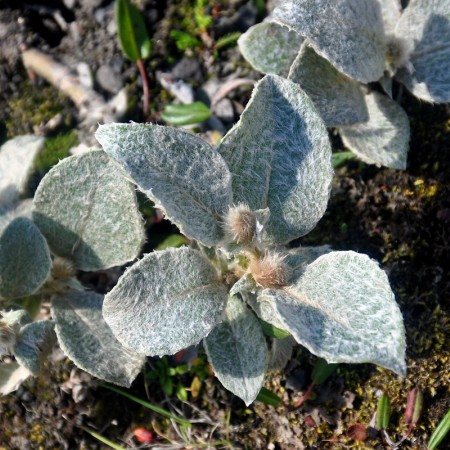 Ива мохнатая Ланата 60-80 см