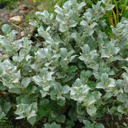 Ива мохнатая Ланата 60-80 см