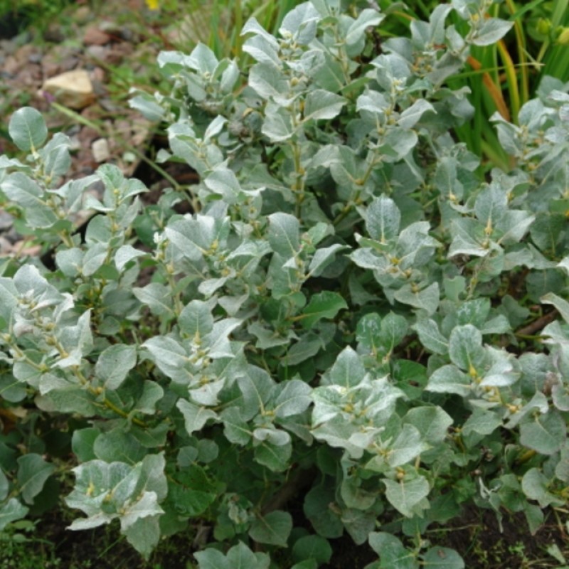 Ива мохнатая Ланата 60-80 см