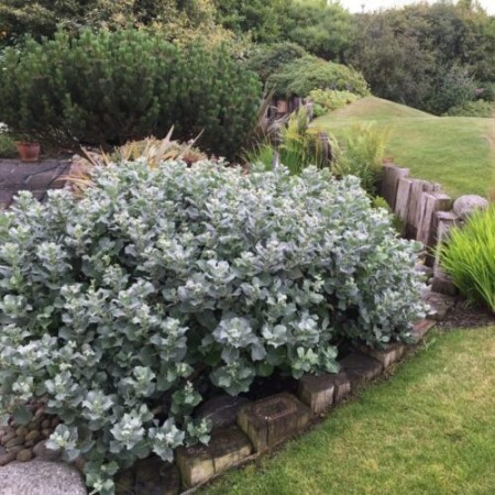 Ива мохнатая Ланата 60-80 см