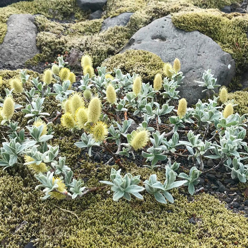 Ива мохнатая Ланата 60-80 см