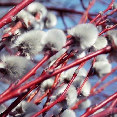 Ива остролистная / Верба / Краснотал 60-80 см