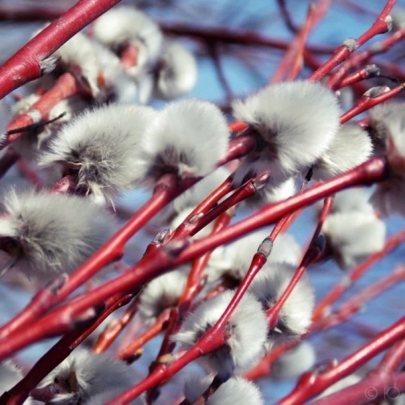 Ива остролистная / Верба / Краснотал 60-80 см