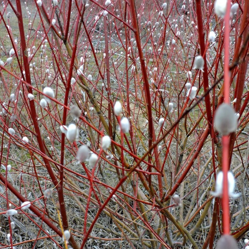 Ива остролистная / Верба / Краснотал 60-80 см